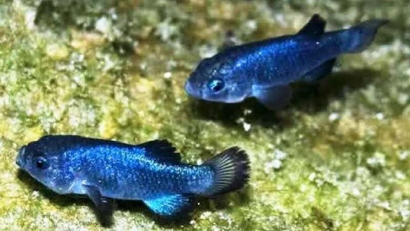 Death Valley: 1-Day Adventure & Stargazing Tour - Visiting Dantes View for Panoramic Vistas