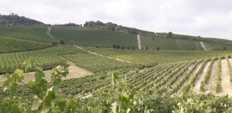 Degustazione di vini del Monferrato con visita della cantina - Visiting the Farm and Vineyards