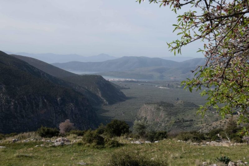 Delphi: Easy Hike on Ancient Path through the Olive Groves - The Scenic Views of the Delphian Valley