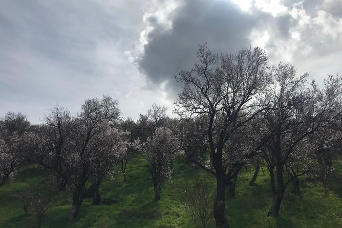 Delphi Private Full-day trip from Athens - Practical Details and Booking Considerations