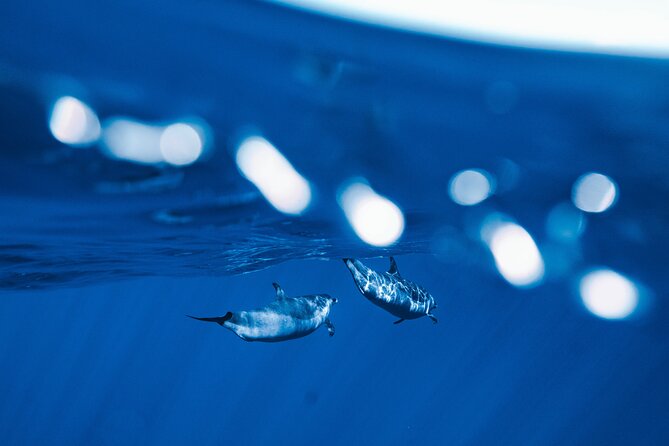 Deluxe Catamaran Swim with Dolphins in Oahu with Waterslide - Departing from Waianae Small Boat Harbor for Marine Wildlife Spotting