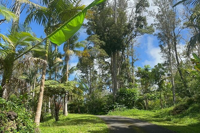 Deluxe Coffee Culture Tour from Berry to Brew in 60 Minutes - Key Points