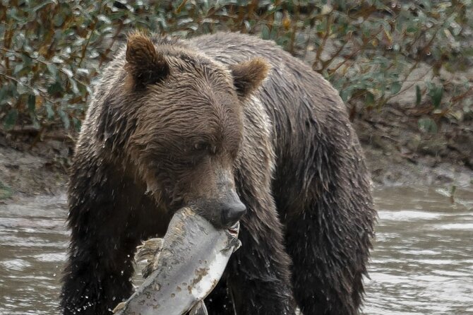 Deluxe Grizzlies and Culture Tour in Campbell River - Experience the Best of Vancouver Island with the Deluxe Grizzlies and Culture Tour