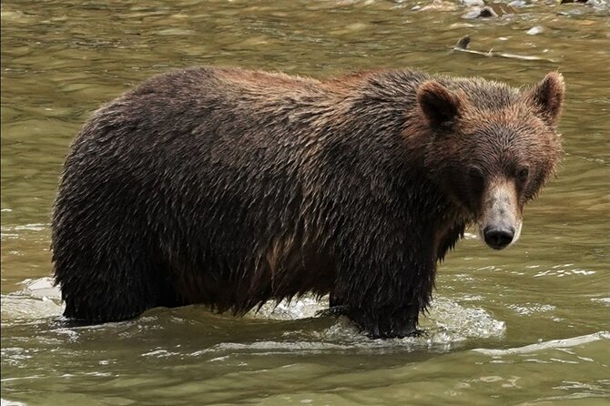 Deluxe Grizzlies and Culture Tour in Campbell River - Key Points