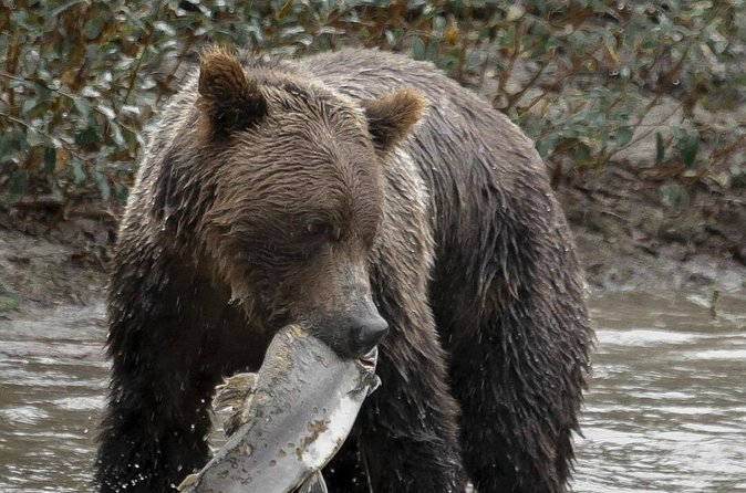 Deluxe Grizzlies and Culture Tour in Campbell River - Bute Inlet and the Picnic Lunch with Mountain Views