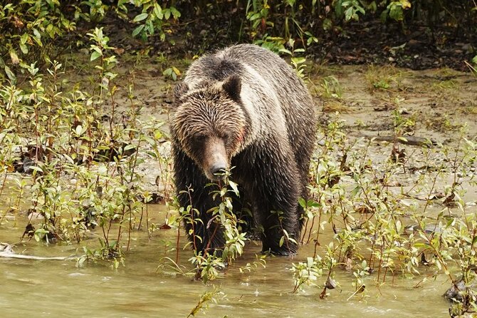 Deluxe Grizzlies and Culture Tour in Campbell River - Return to Campbell River and Marine Wildlife Opportunities