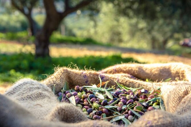 Deluxe Mykonos Tour for Cruise Passengers - Practical Aspects and Tour Logistics