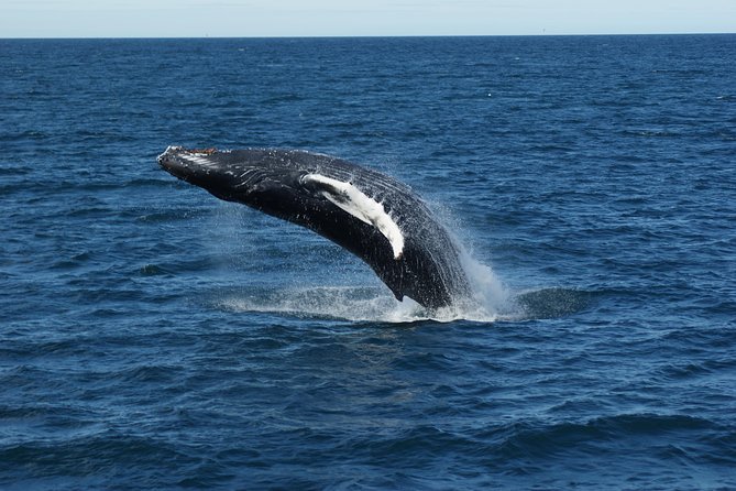 Deluxe Whale Watching and Whales of Iceland Exhibition Combo from Reykjavik - The Balance of Wildlife Sightings and Weather