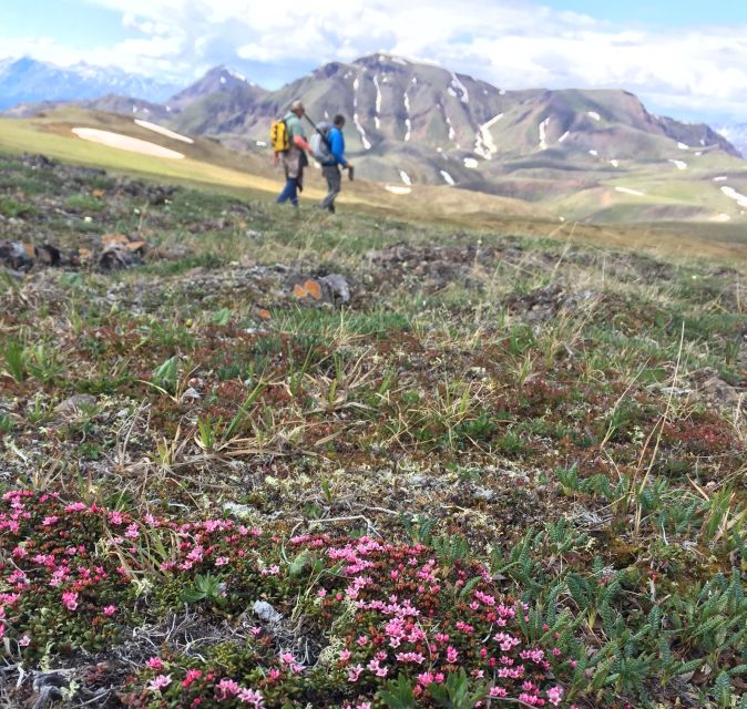 Denali: 5-Hour Guided Wilderness Hiking Tour - Starting Point and Logistics of the Wilderness Hike