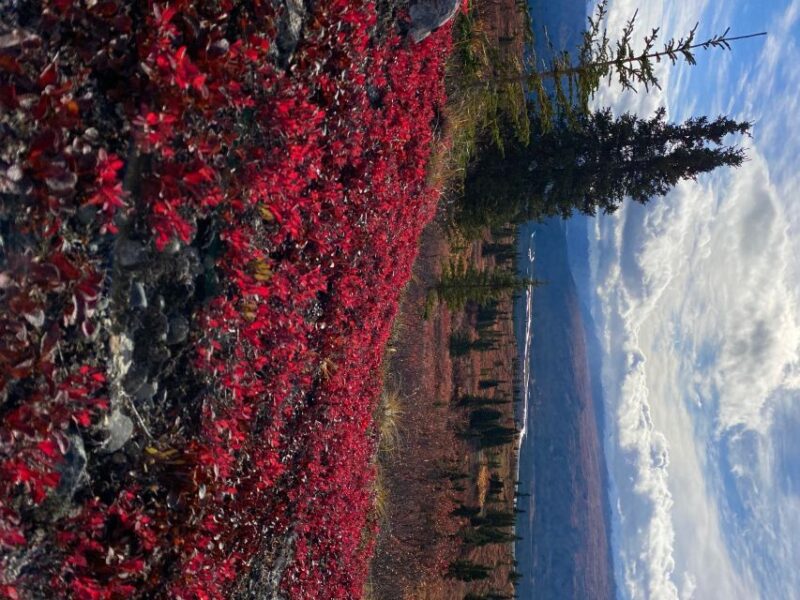 Denali: 5-Hour Guided Wilderness Hiking Tour - Panoramic Views of the Alaska Range from Above the Tree Line