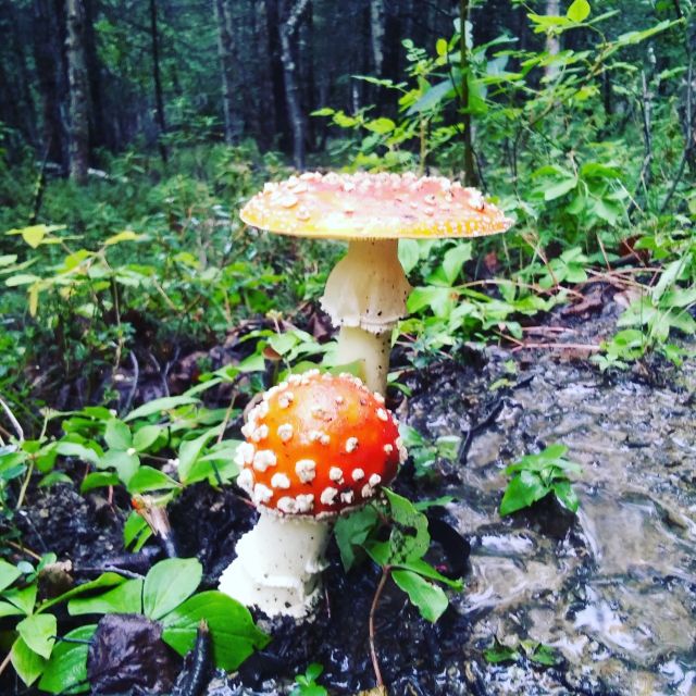 Denali: Denali National Park Walking Tour - Scenic Drive to the Trailheads on the North Side of the Alaska Range