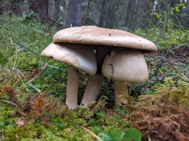 Denali: Denali National Park Walking Tour - Trails Inside and Outside Denali Park for Varied Perspectives