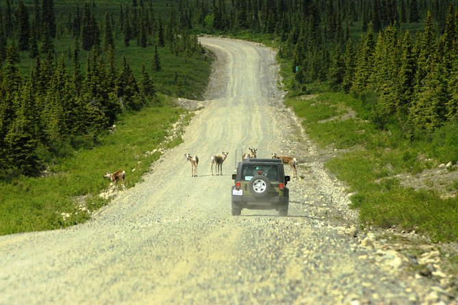 Denali Highway Jeep Excursion - Customer Feedback: A Mix of Praise and Caution
