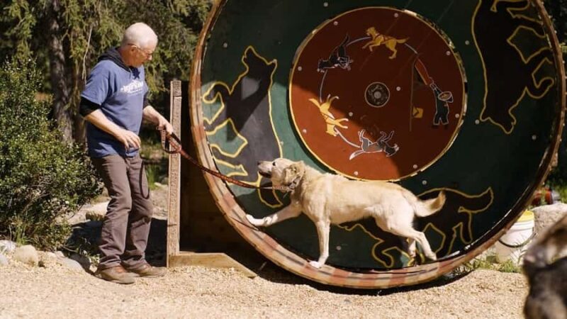 Denali: Husky Homestead Tour - Husky Homestead: The Home of Iditarod Champion Jeff King