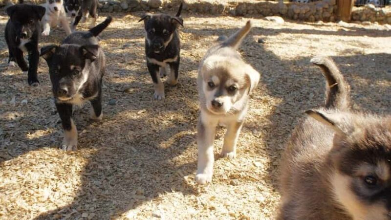 Denali: Husky Homestead Tour - Behind-the-Scenes Look at Championship Sled Dog Training