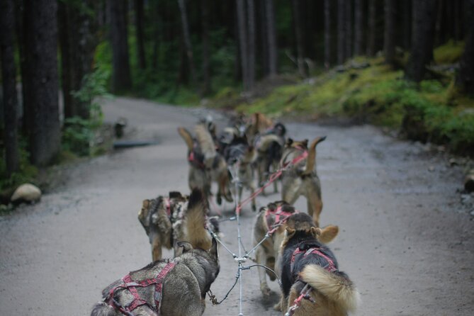Denali Husky Kennel & Brewpub Visit Half-Day Experience - Exploring Husky Homestead: The Heart of Alaskan Mushing