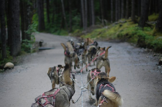 Denali Husky Kennel & Brewpub Visit Half-Day Experience - Tasting Alaska at 49th State Brewing