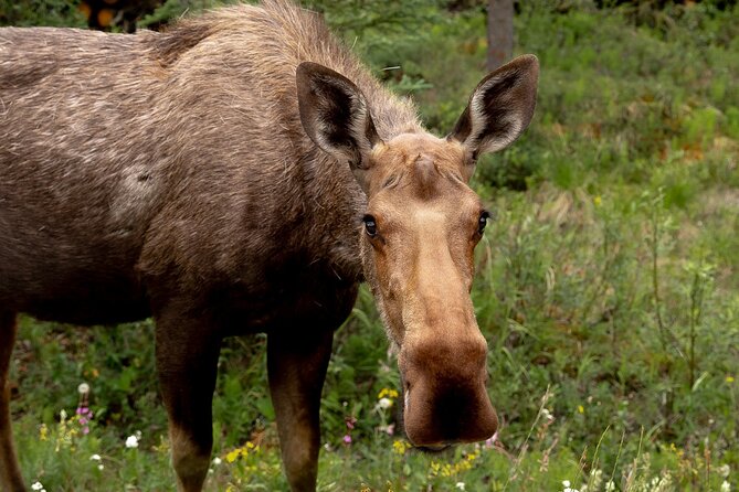 Denali in a Day Sightseeing Package - Logistics and Group Size