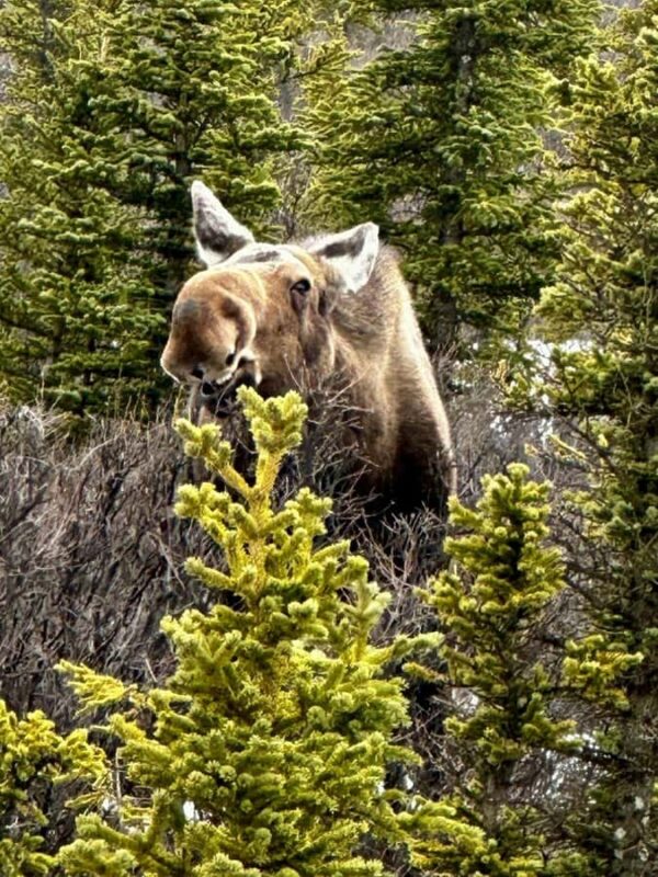 Denali National Park: Full-Day Fairbanks-Denali Adventure - Guides and Customer Experience