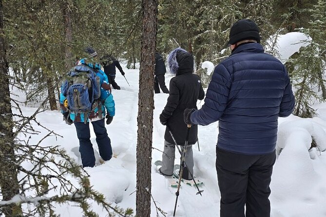 Denali National Park plus Aurora Chase Tour - Final Thoughts on the Denali National Park plus Aurora Chase Tour