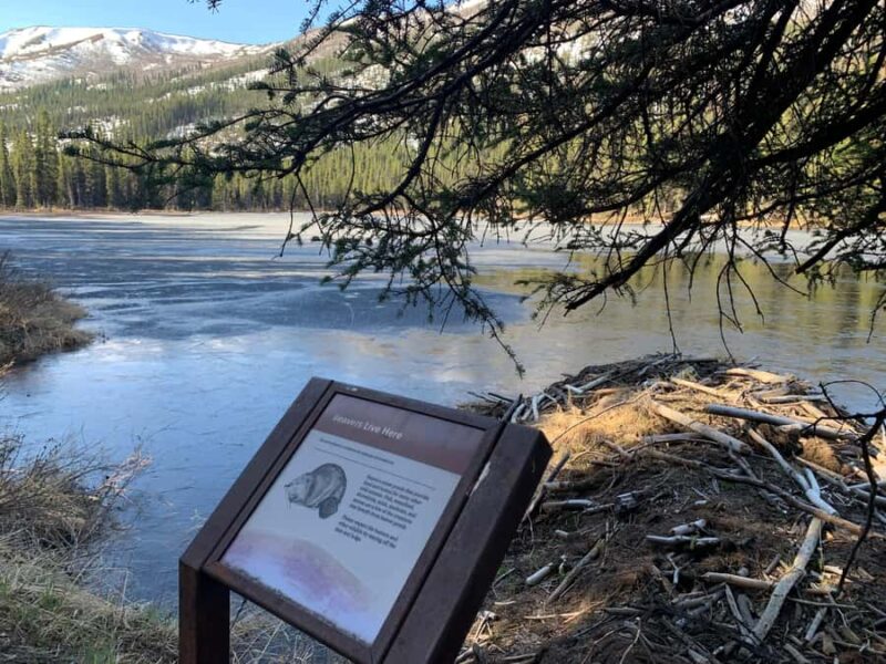 Denali National Park: Triple Lakes Trail Guided Hike - The Beauty of Wildflowers and Seasonal Fruits