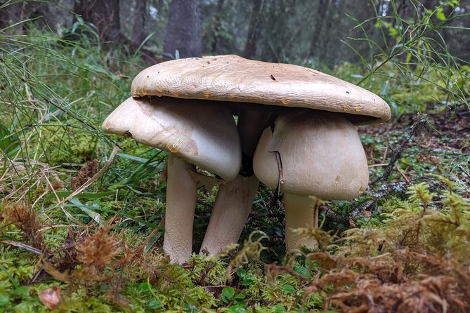 Denali National Park Walking Tour - Booking and Cancellation Policies