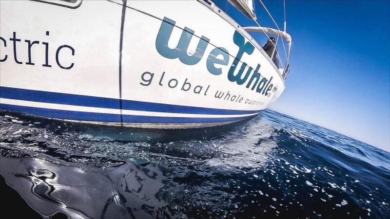 Denia: Whale and Dolphin Watching Morning Experience - The Small Group Advantage