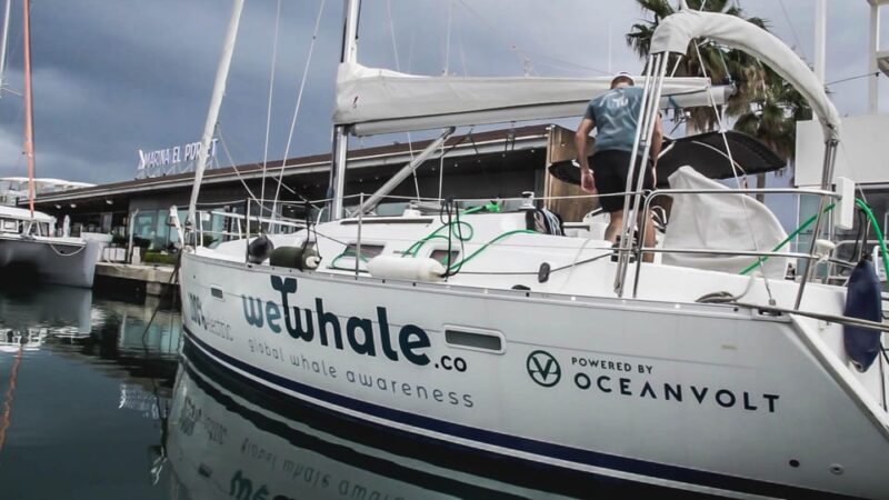 Denia: Whale and Dolphin Watching Morning Experience - Price and Value for Money