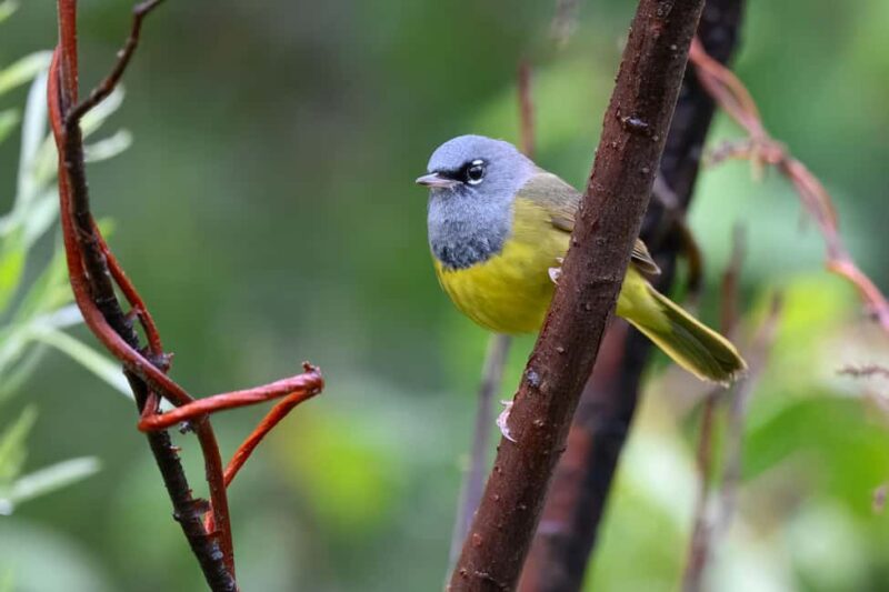 Denver: Birding Basics and Beyond - Learning Birdwatching in a Relaxed Setting