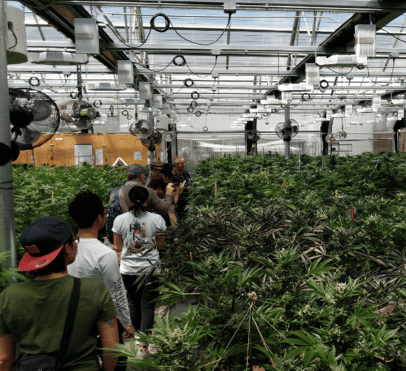 Denver: Buds & Brews Cannabis Grow Tour and Brewery Visit - Practical Details and Considerations