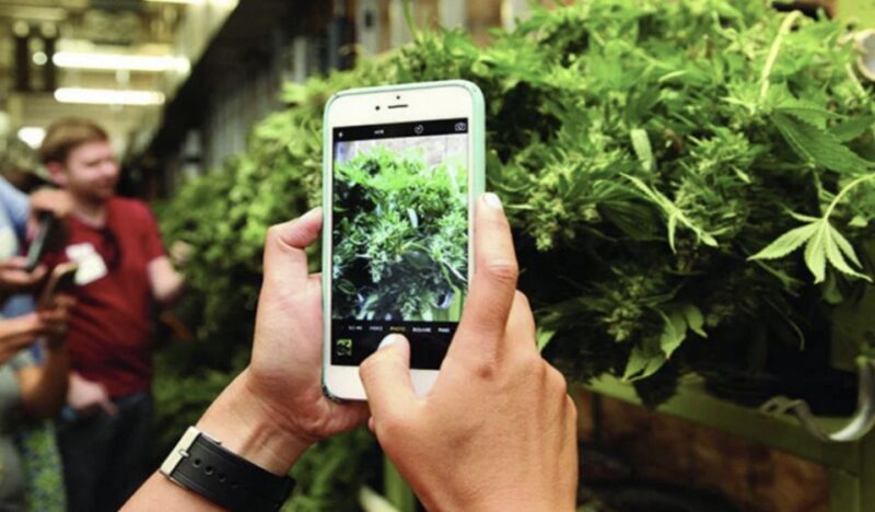 Denver: Cannabis Tour with Grow Facility Access - Key Points