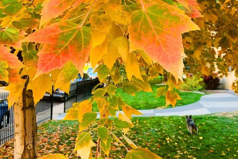 Denver City Highlights Tour - Denvers Best Sights in Just 3 Hours