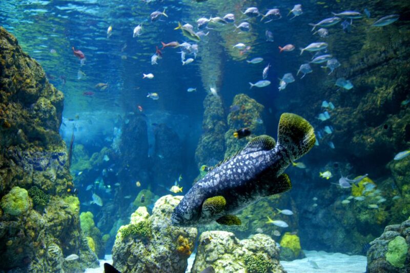 Denver: CityPASS® with Access to 3, 4 or 5 Attractions - Accessibility and Practical Tips