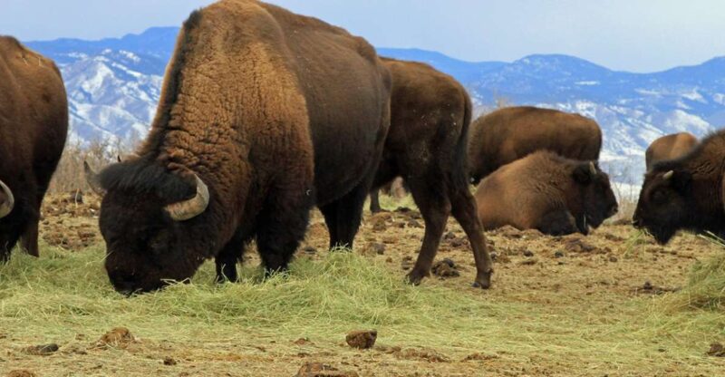 Denver: Get High on a Mountain Tour with Sunset Views - Explore Denver’s Unique Sunset Mountain Tour for $89