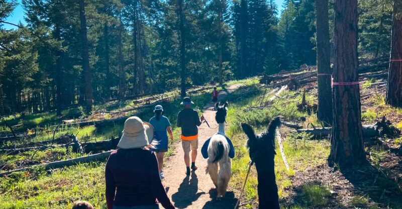 Denver: Llama Hike in the Rocky Mountains - Key Points