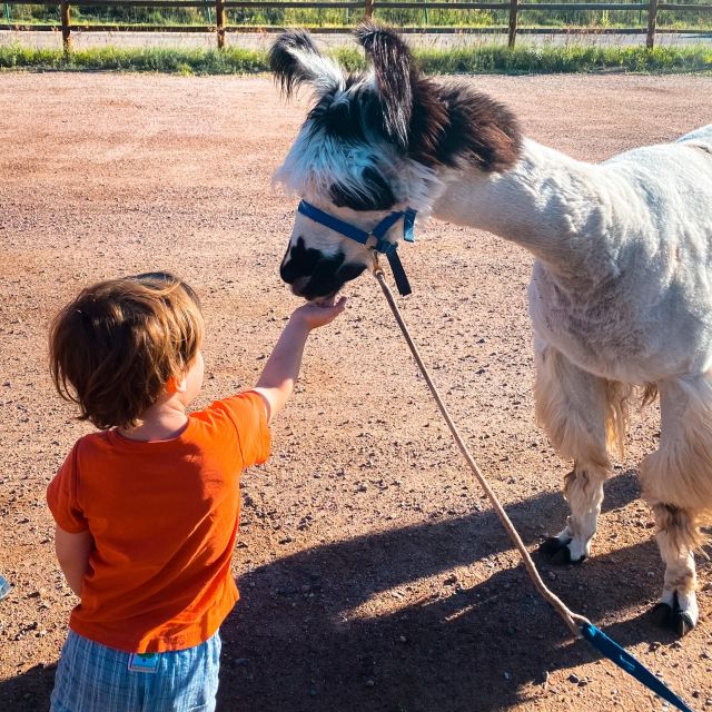 Denver: Llama Hike in the Rocky Mountains - Scenic Trails Winding Through Colorado’s Pine Forests and Meadows