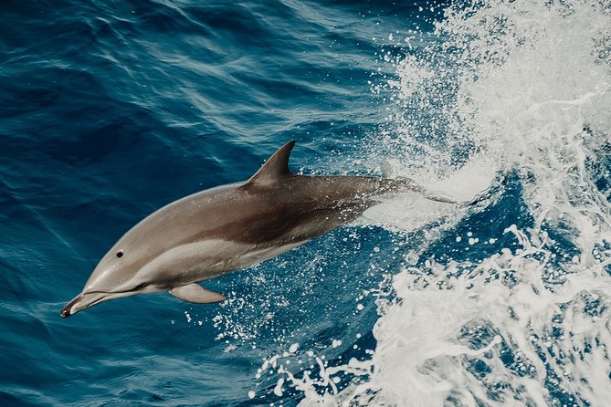 Depart Saint Raphaël: Meet the Dolphins - Meet the Dolphins off the French Riviera: An Authentic Marine Encounter