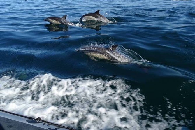 Depart Saint Raphaël: Meet the Dolphins - Key Points