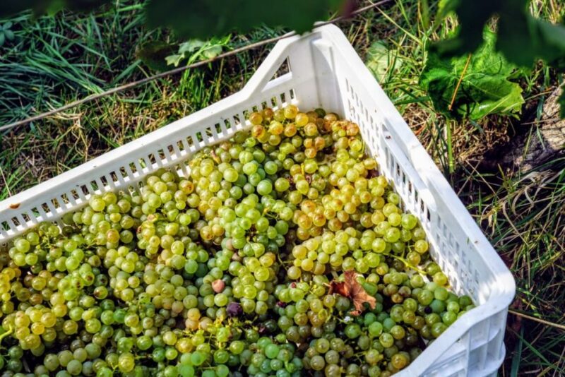 Desenzano: Lugana Wine-Tasting and Vineyard Tour - The Guide and Atmosphere