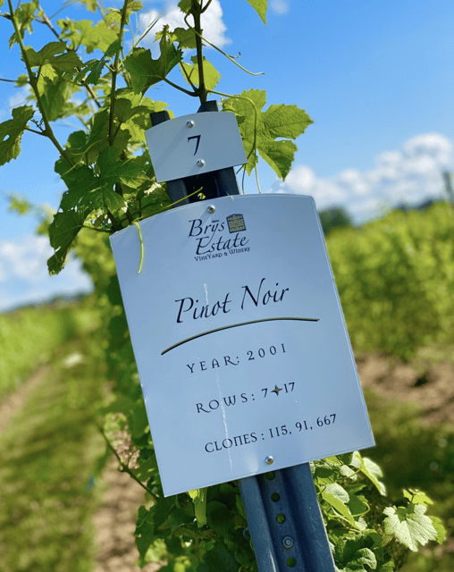 Designated Driver For Wine Tours - Traverse City - Key Points