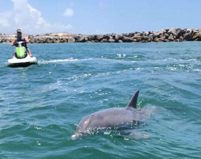 Destin: Crab Island Dolphin Watching Jet Ski Tour - Marine Life Encounters Beyond Dolphins