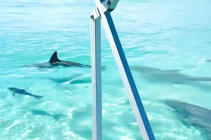 Destin Harbor Boat Ride and Dolphin Watching on the Hopper - Who Will Enjoy This Tour?