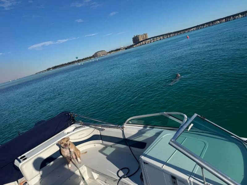 Destin: Private Morning Dolphin Cruise - Who Should Consider This Dolphin Cruise