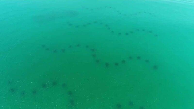 Destin: Reef Snorkeling Adventure - What to Expect During the Reef Exploration