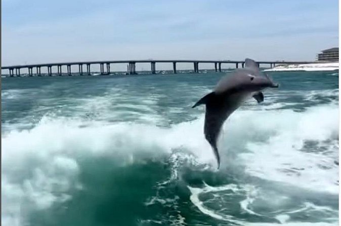 Destin Shelling and Dolphin Adventure - Flexible Cancellation and Weather Policy