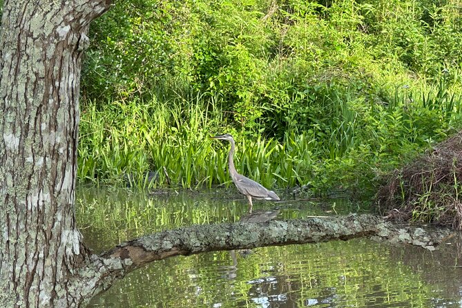 Devil's Swamp - Eco - Walking Tour - Interactive Learning and Conservation Focus