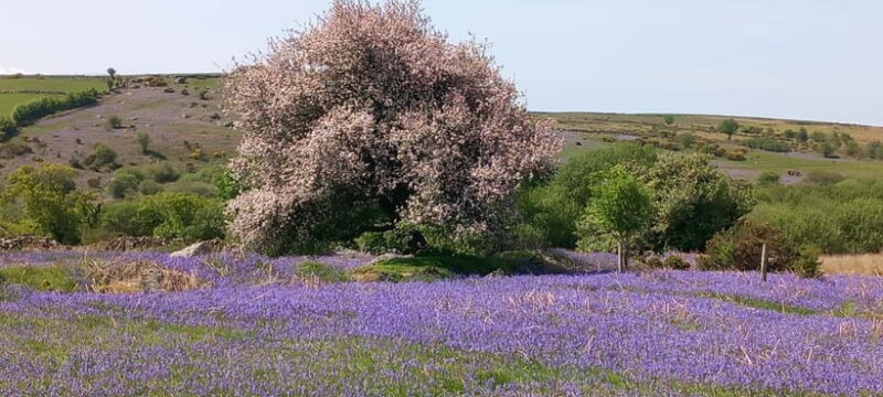 Devon: Dartmoor National Park Guided Tour - Key Points