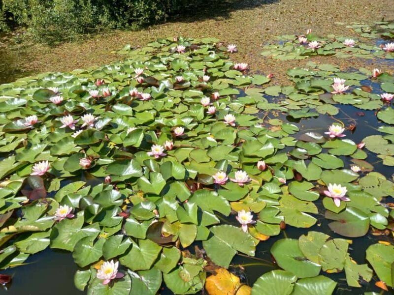 Devon: Dartmoor National Park Guided Tour - Practical Tips for Your Dartmoor Tour Experience