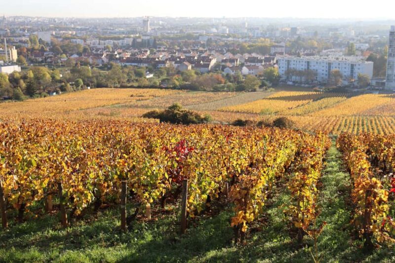 Dijon: Walking tour of the metropolitan vineyards - Key Points