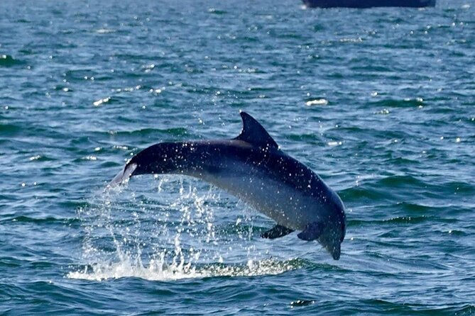 Dingle Boat Tours RIB Adventure Private - The Comfort and Safety of the RIB Vessel